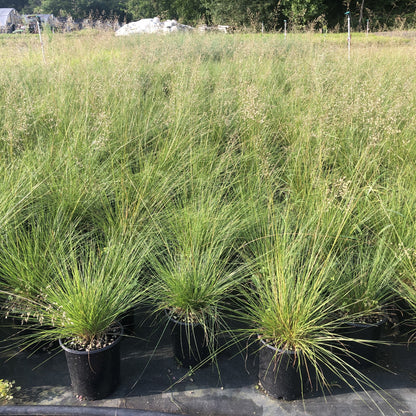Sporobolus heterolepis 1G