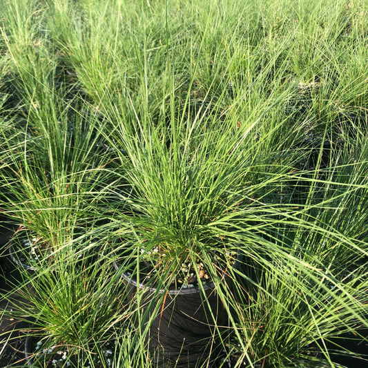 Sporobolus heterolepis 1G
