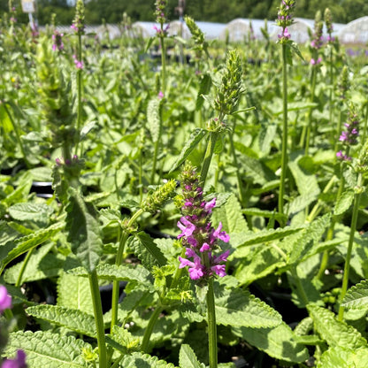 Stachys monieri Hummelo 1G