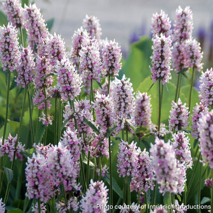 Stachys x Summer Crush 1G