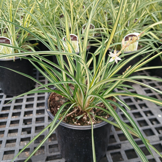 Chlorophytum saundersiae Starlight 1G