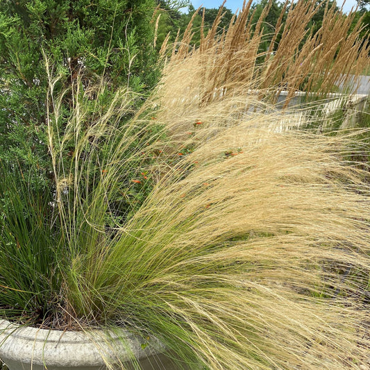 Stipa tenuissima Pony Tails 3.25"