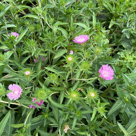 Stokesia laevis Color Wheel 1G