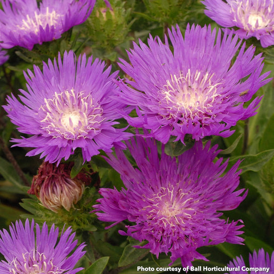 Stokesia laevis Honeysong Purple 1G