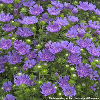 Stokesia laevis Peachie's Pick 1G