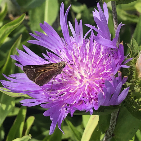Stokesia laevis 1G