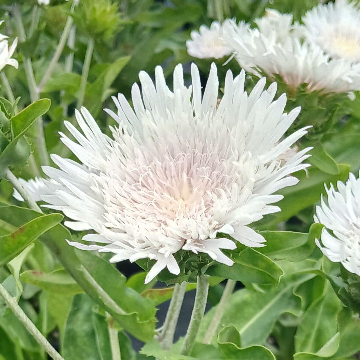 Stokesia laevis Divinity 1G