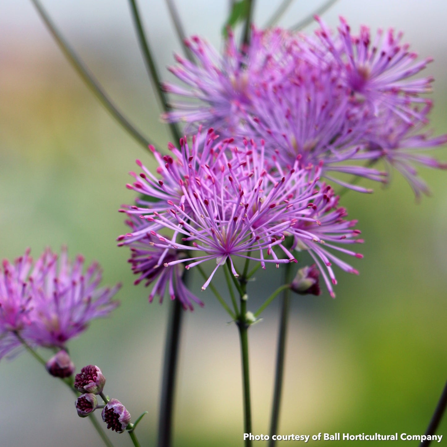 Thalictrum Nimbus Pink 1Q