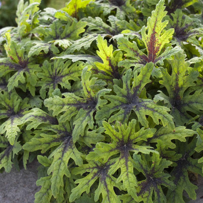 Tiarella x 'Timbuktu' 1G (Foamflower)