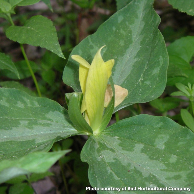 Trillium luteum 3.25"