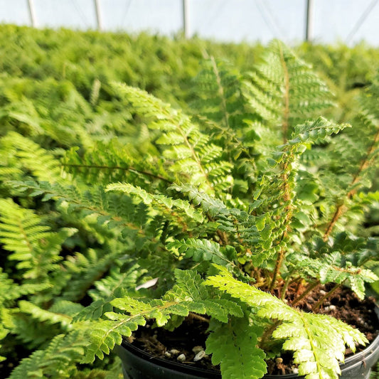 Tassel Fern 1G