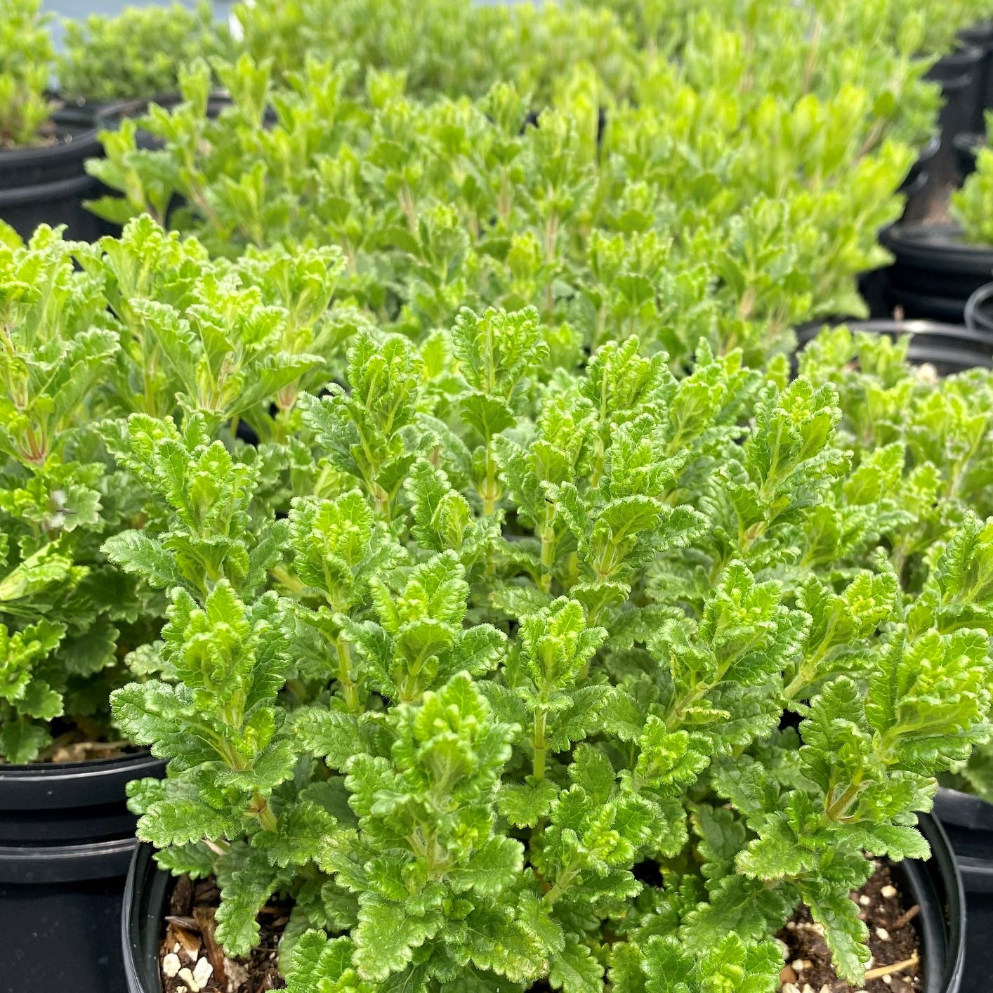 Teucrium chamaedrys 2.5"