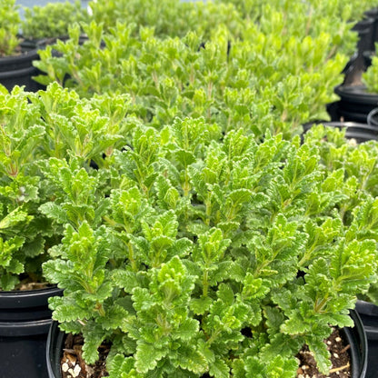Teucrium chamaedrys 2.5"