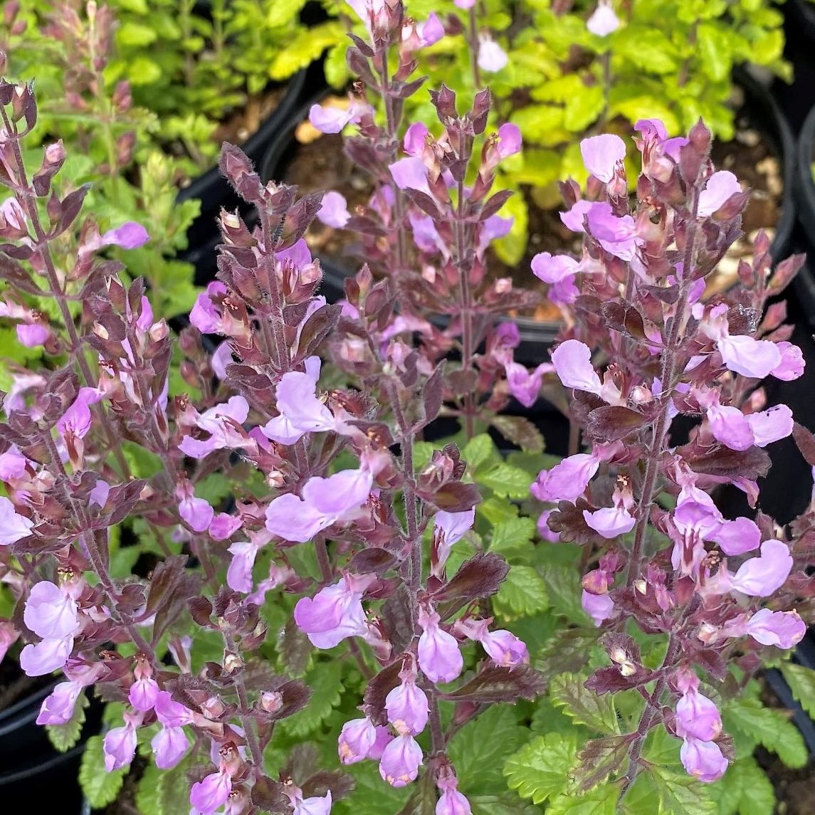 Teucrium chamaedrys 2.5"
