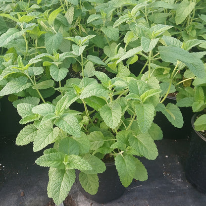 Teucrium hircanicum Purple Tails 1G
