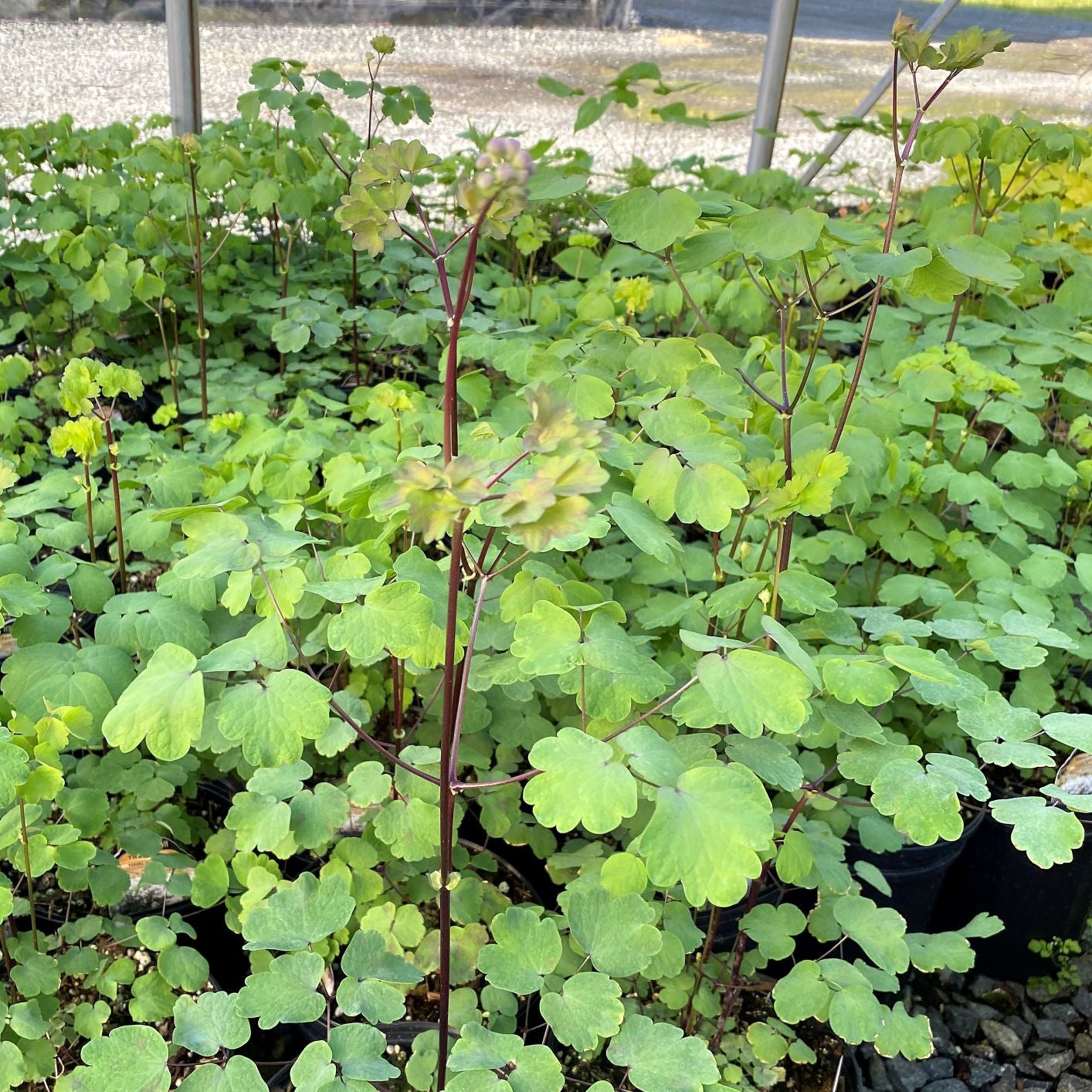 Thalictrum Nimbus White 1Q