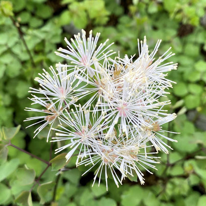 Thalictrum Nimbus White 1Q