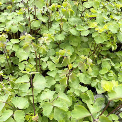 Thalictrum Nimbus White 1Q