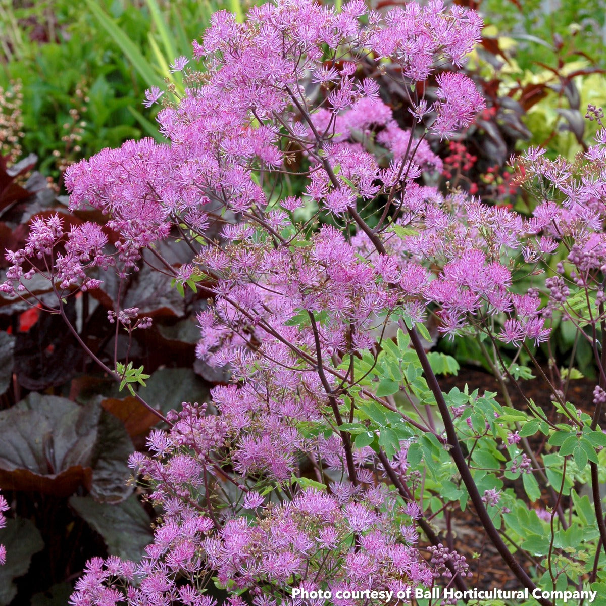 Thalictrum x Black Stockings 1Q