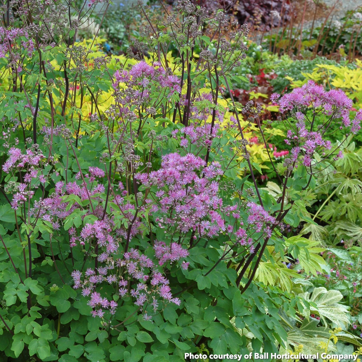 Thalictrum x Black Stockings 1Q