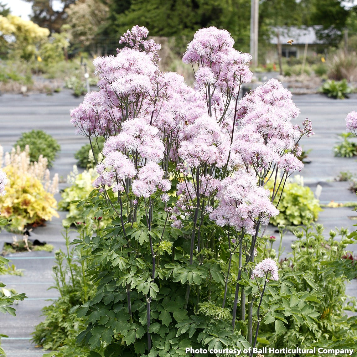 Thalictrum Nimbus Pink 1Q