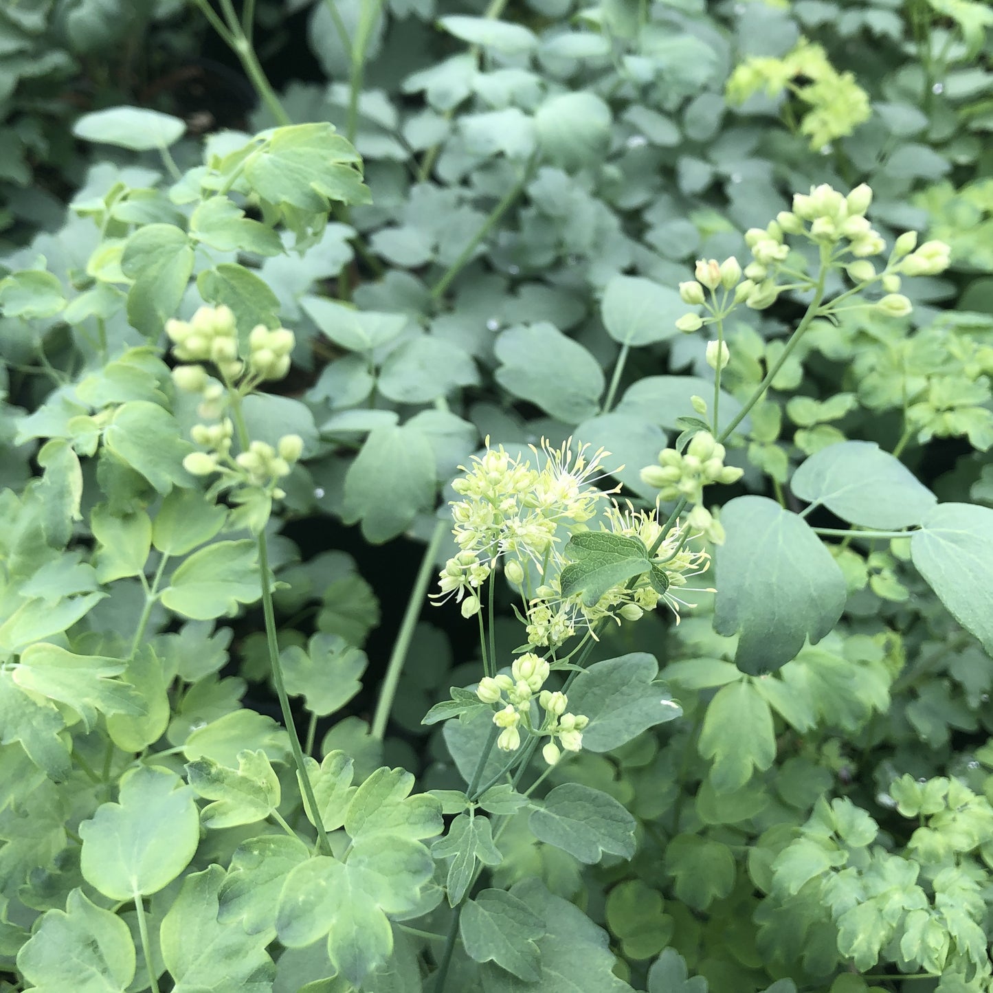 Thalictrum flavum subsp. galucum 1G (Yellow Meadow Rue)