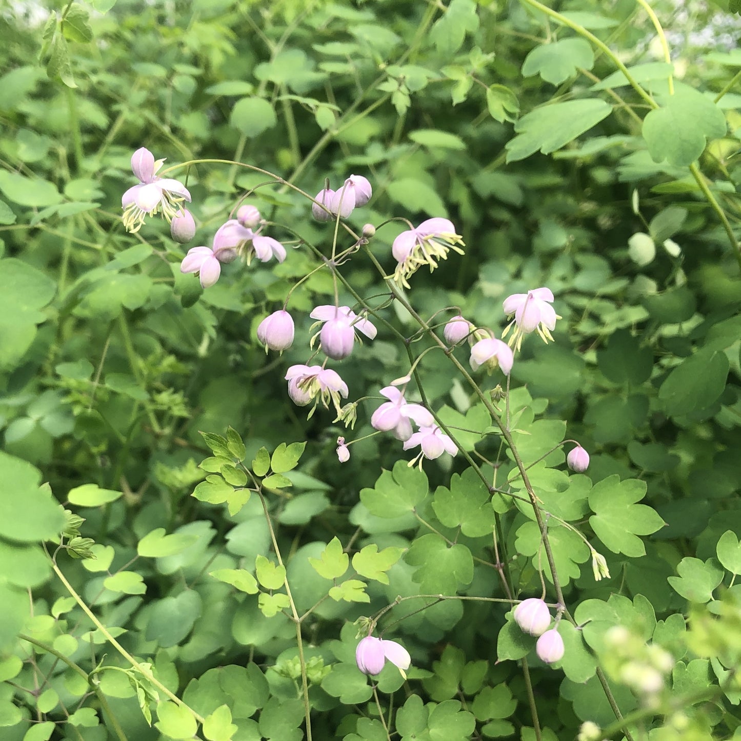 Thalictrum x 'Splendide' 1G (Meadow Rue)