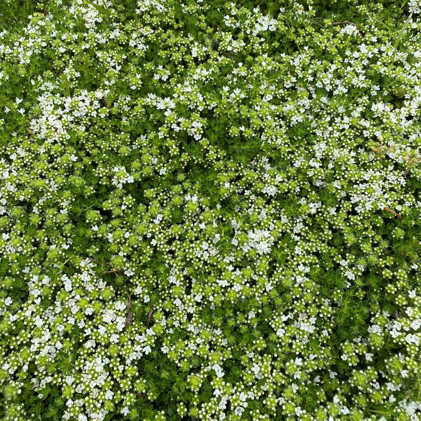 Thyme White Creeping 1G