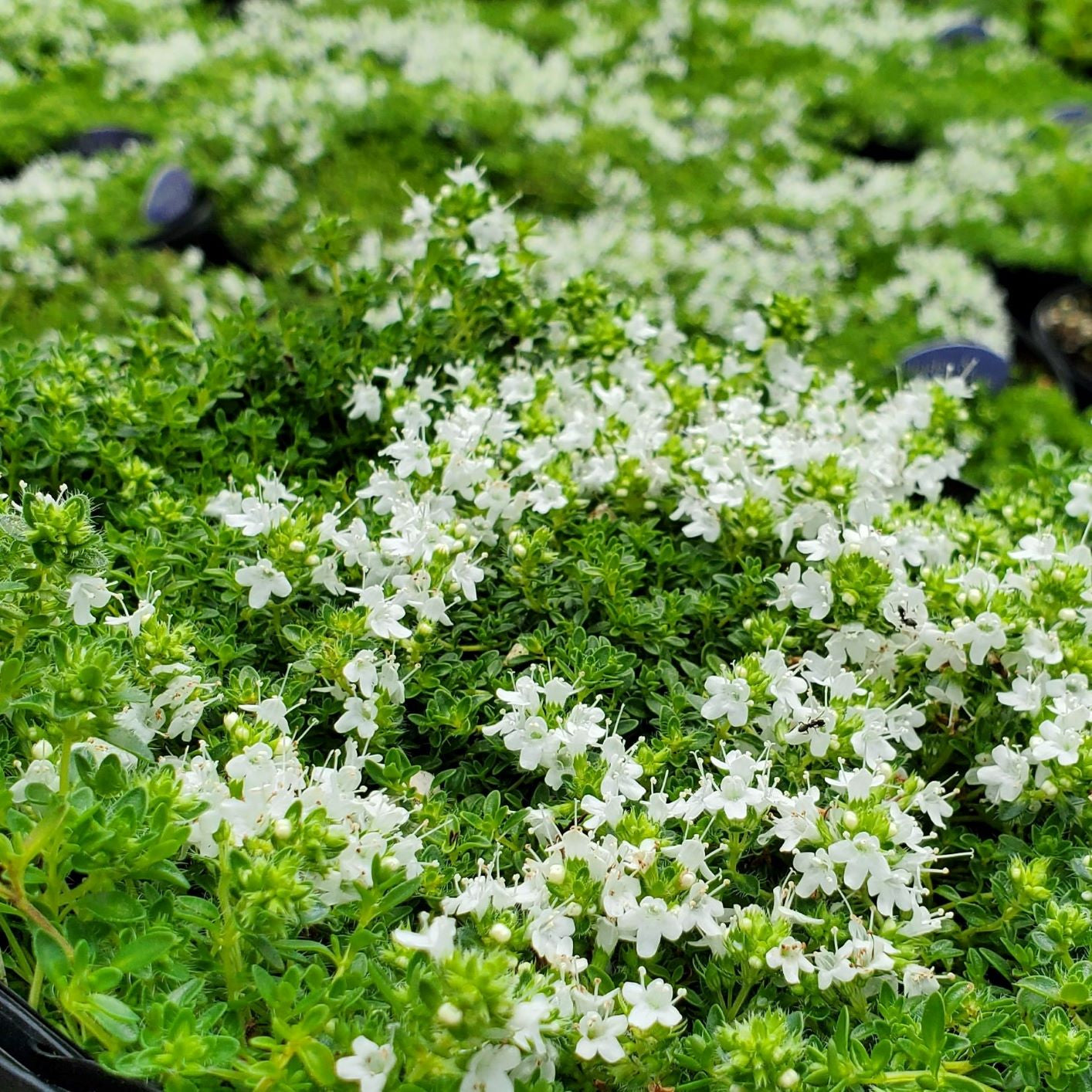 Thyme White Creeping 1G