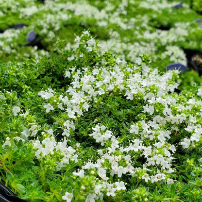 Thyme White Creeping 1G