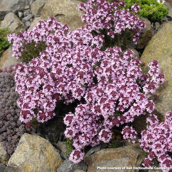 Thyme Juniper 3.25"