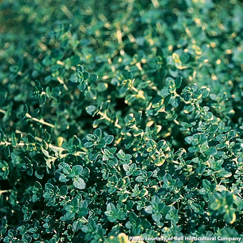 Thyme citriodorus Doone Valley 1Q