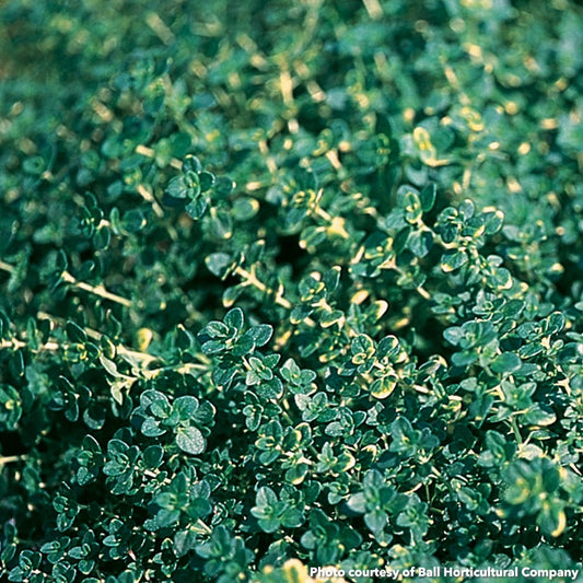 Thyme citriodorus Doone Valley 1Q