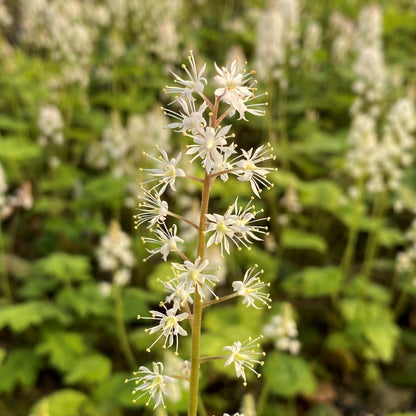 Tiarella cordifolia 1G