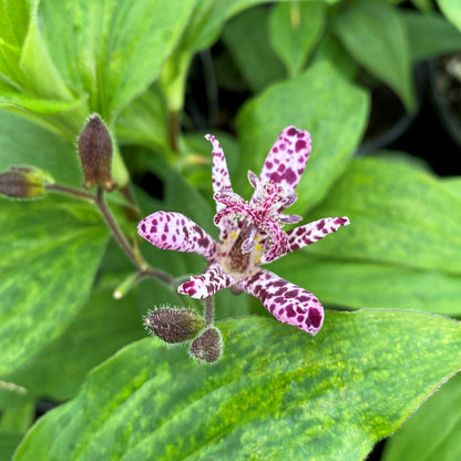 Tricyrtis x 'Sinonome' 1G (Toad Lily)