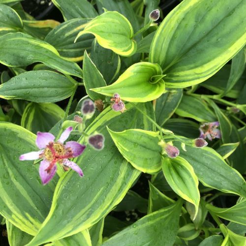 Tricyrtis formosa 'Samurai' 1G (Toad Lily)