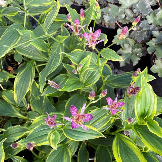 Tricyrtis formosa 'Samurai' 1G (Toad Lily)