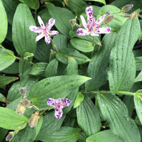 Tricyrtis x 'Sinonome' 1G (Toad Lily)