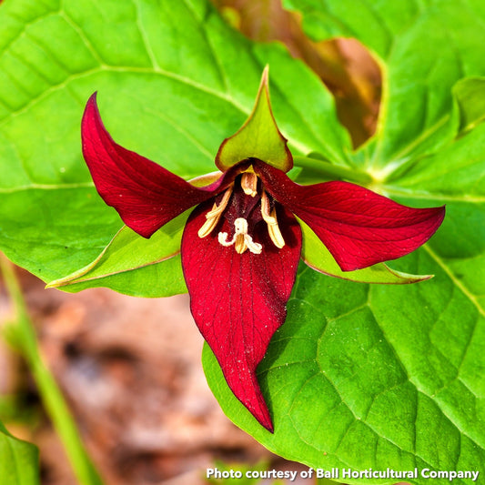 Trillium erectum 3.25"