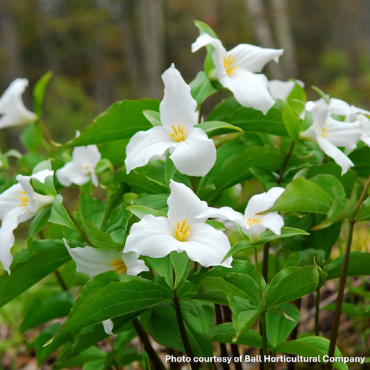 Trillium grandiflorum 3.25"