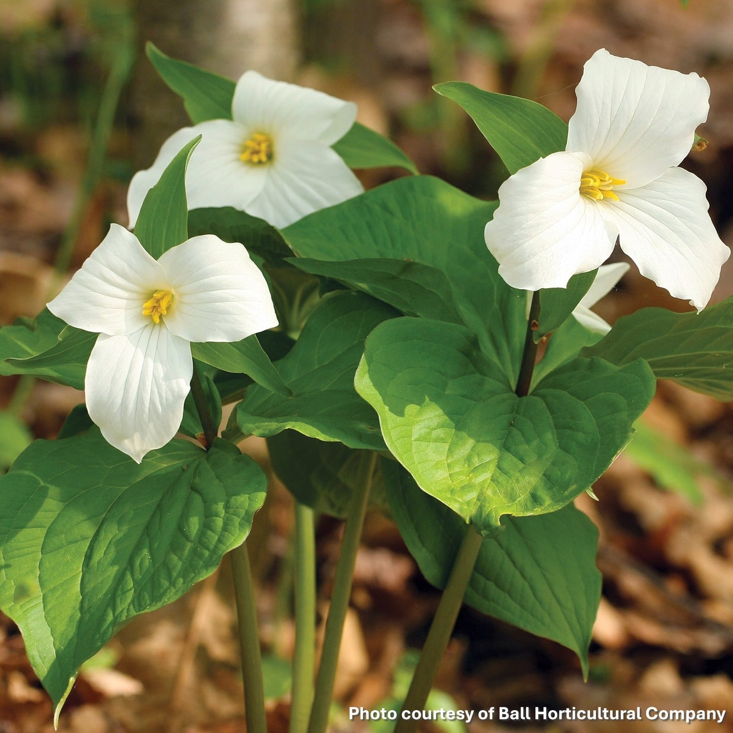 Trillium grandiflorum 3.25"