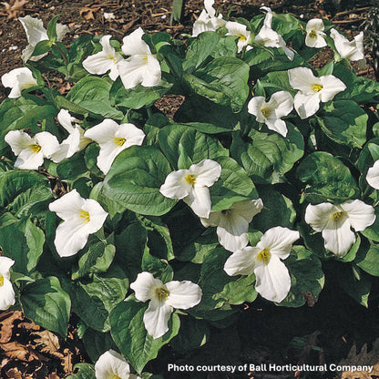 Trillium grandiflorum 3.25"