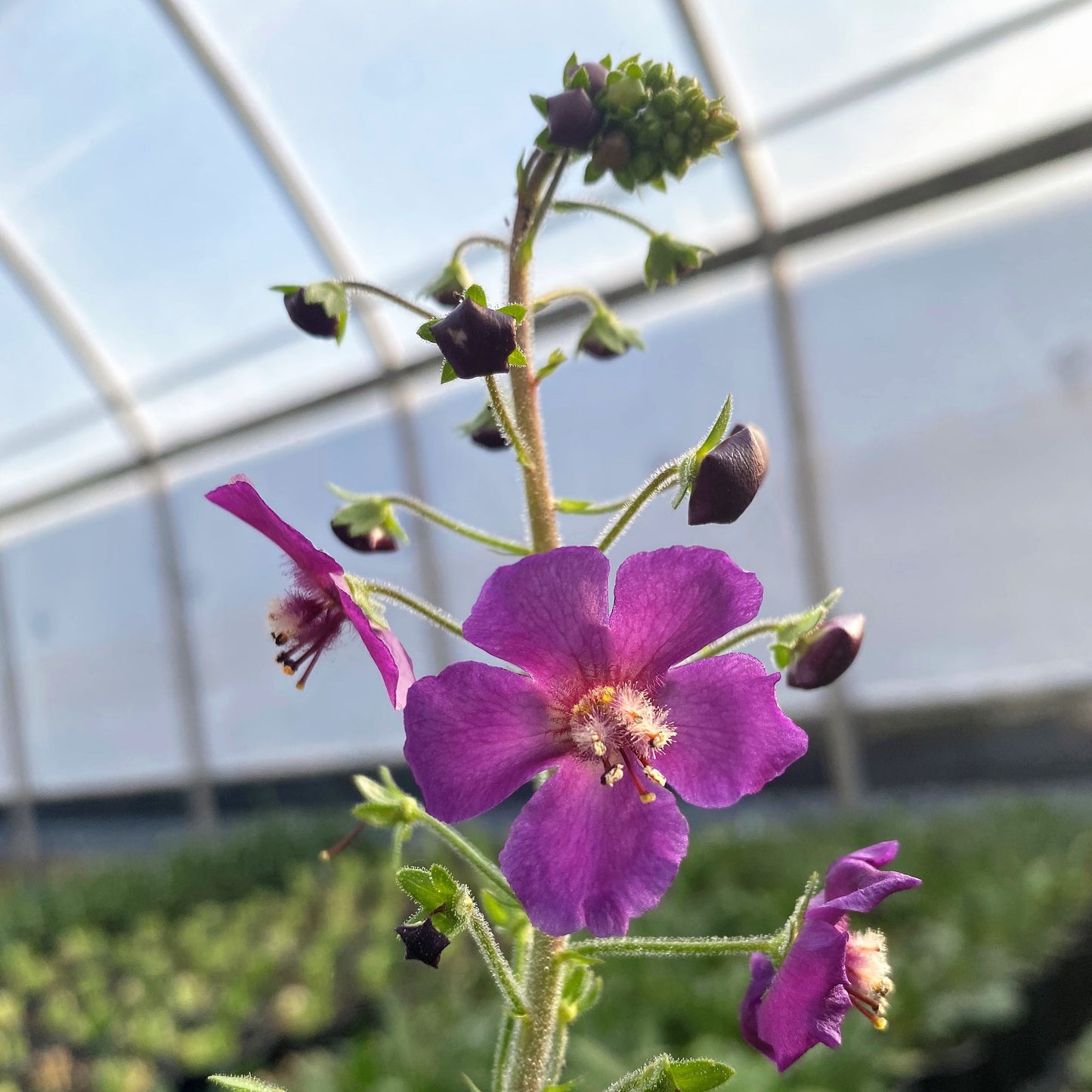 Verbascum phoeniceum Violetta 1G