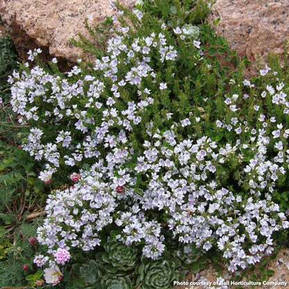 Veronica x Snowmass 1Q