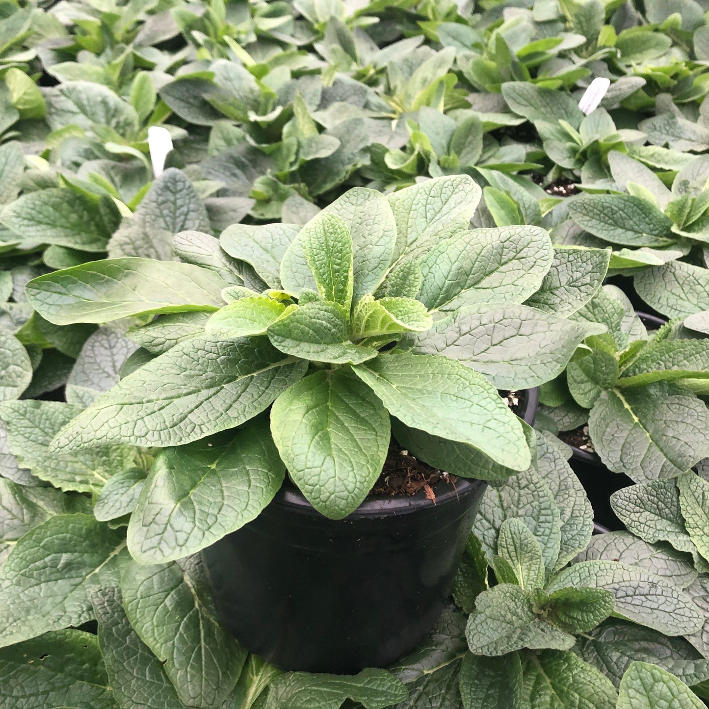Verbascum phoeniceum Violetta 1G