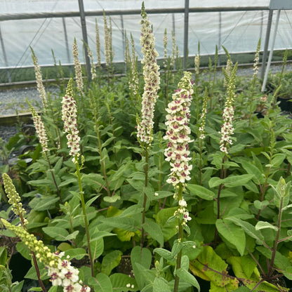 Verbascum chaixii Wedding Candles 1Q