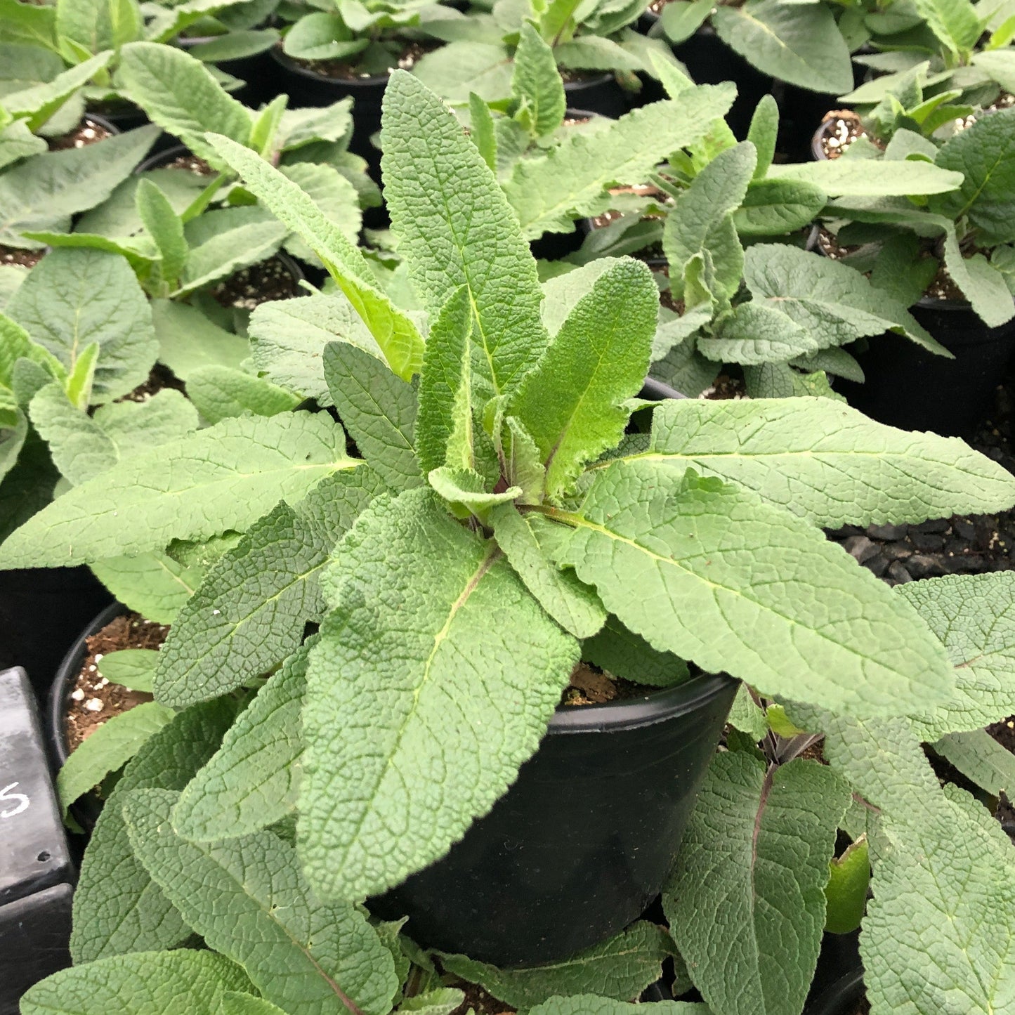 Verbascum chaixii Wedding Candles 1Q