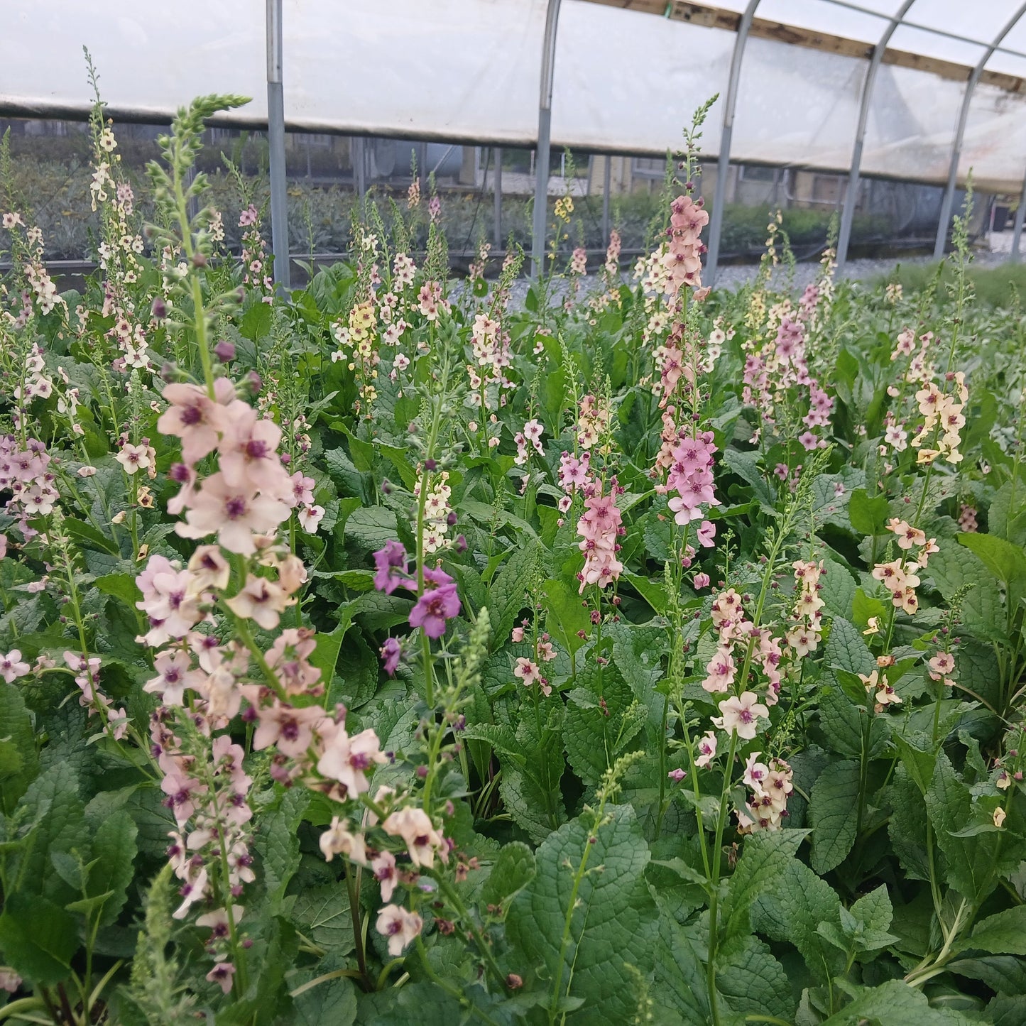 Verbascum x Southern Charm 1G