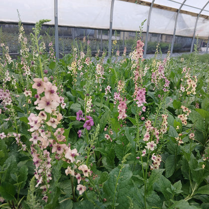 Verbascum x Southern Charm 1G