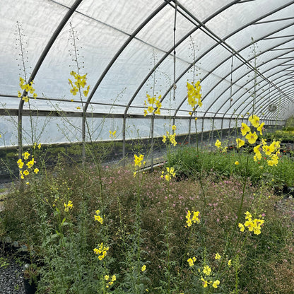 Verbascum roripifolium 1G